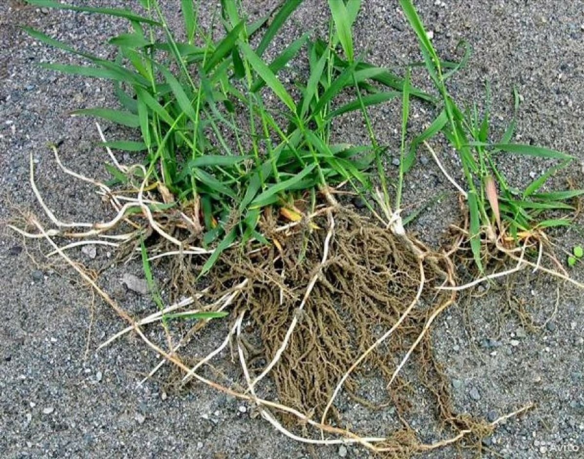 Пырей ползучий корневище