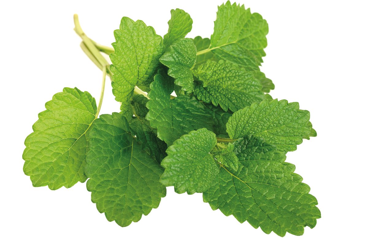 Цветочки мелиссы