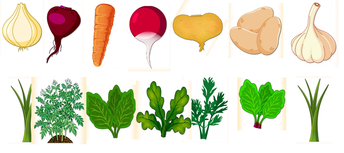 Игра вершки и корешки подготовительная группа