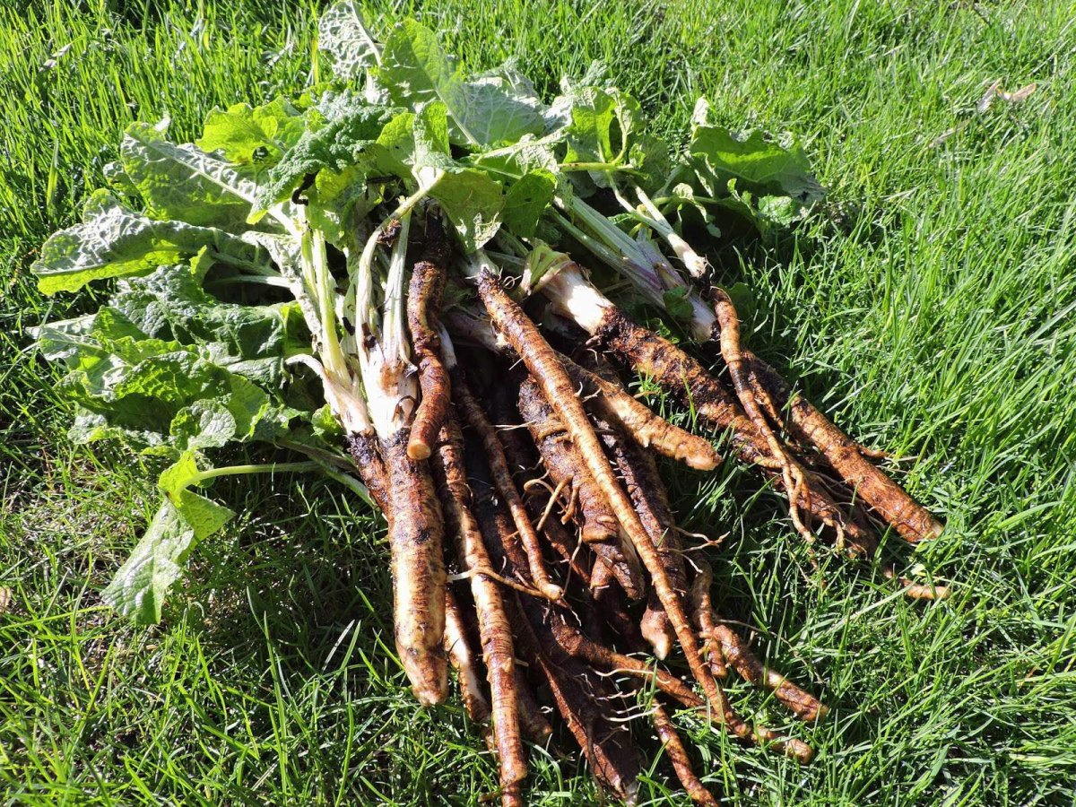 Ямс корень лопуха