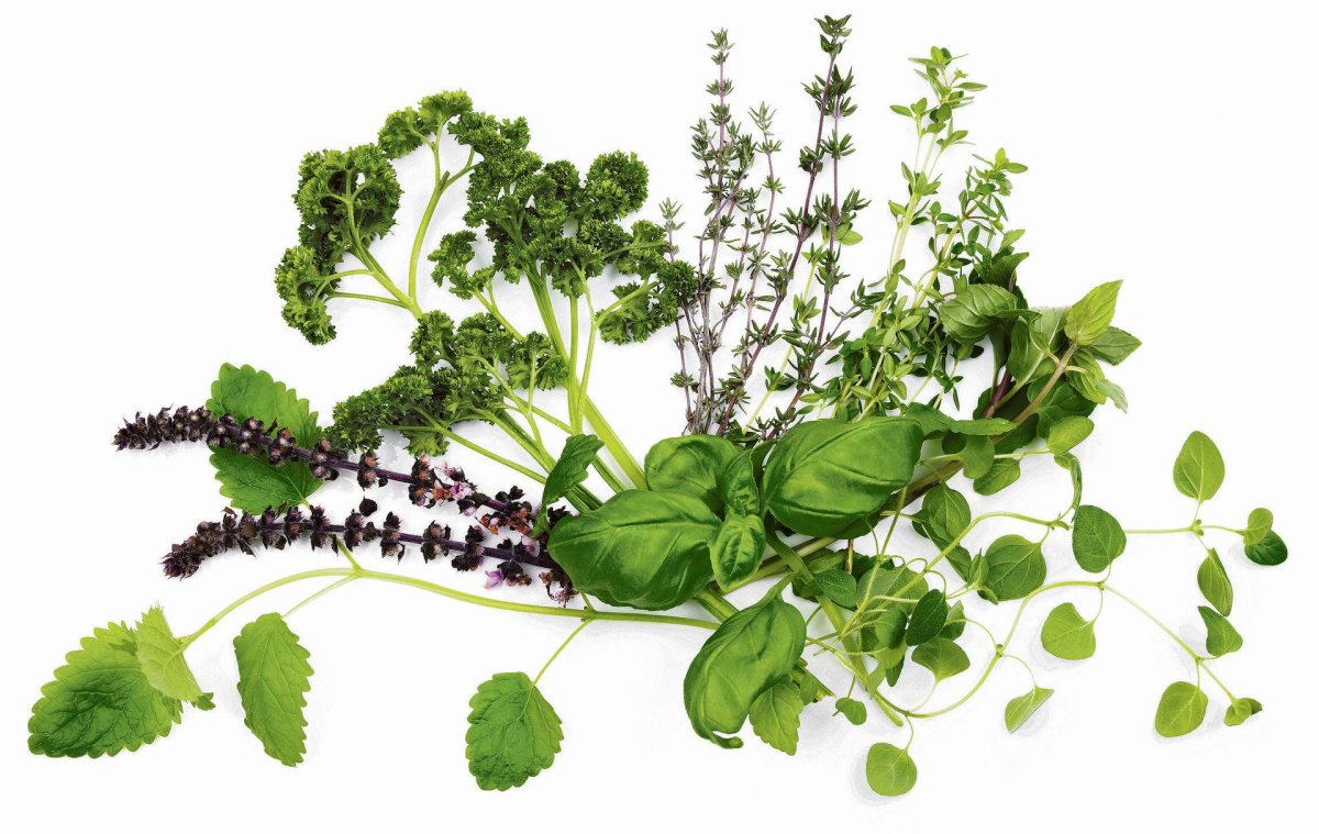 Мелисса рисунок