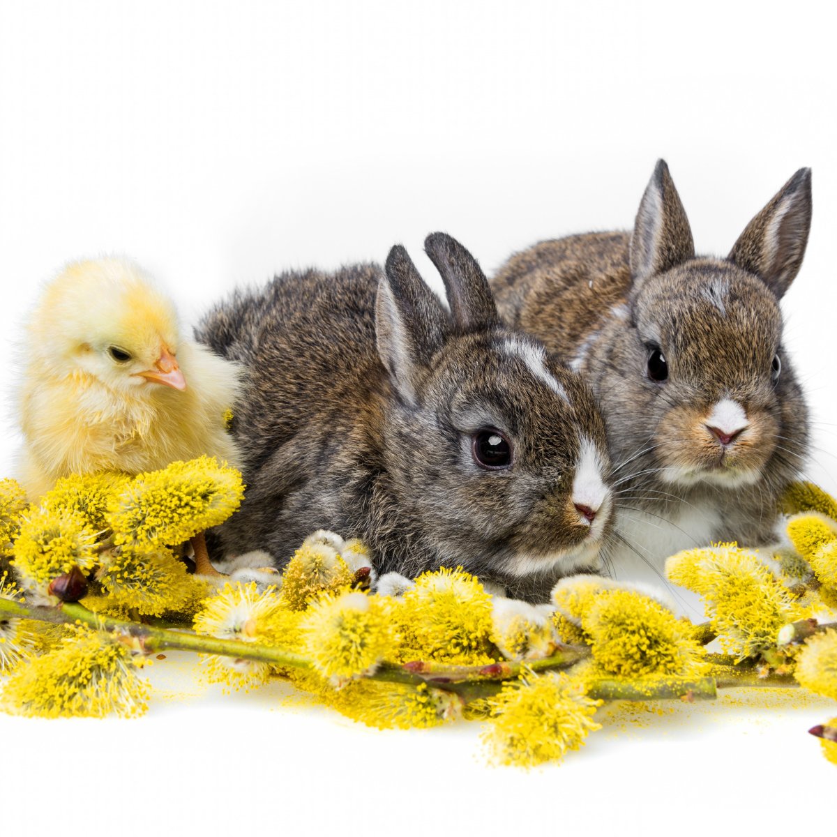 Кролик в цветах