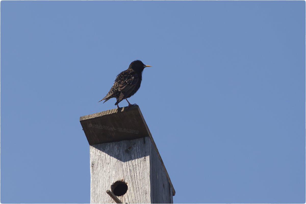 Домики с птичками фоны