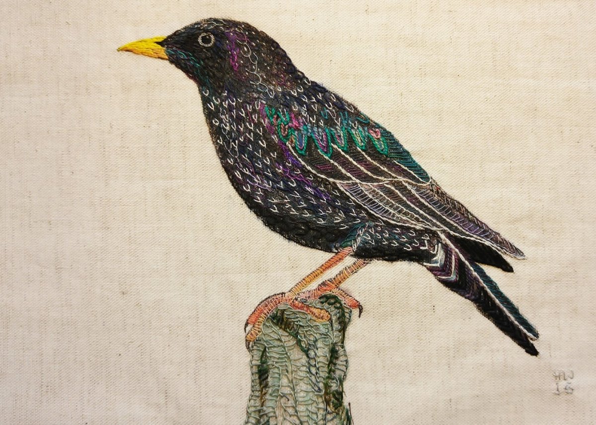 Шпак скворец