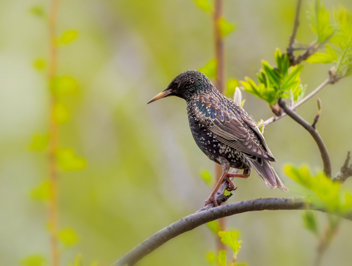 Обыкновенный скворец Шпак