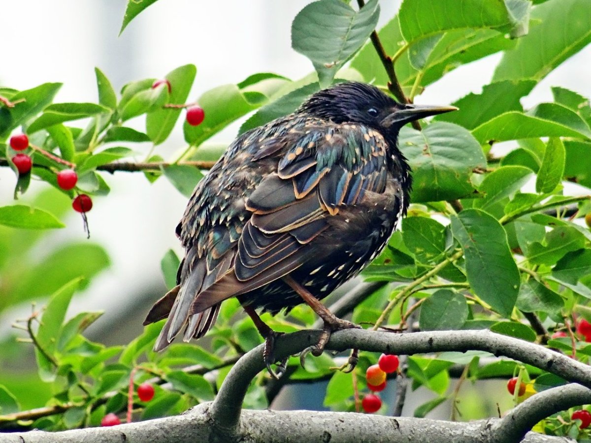 Картинка скворец для детей в детском саду