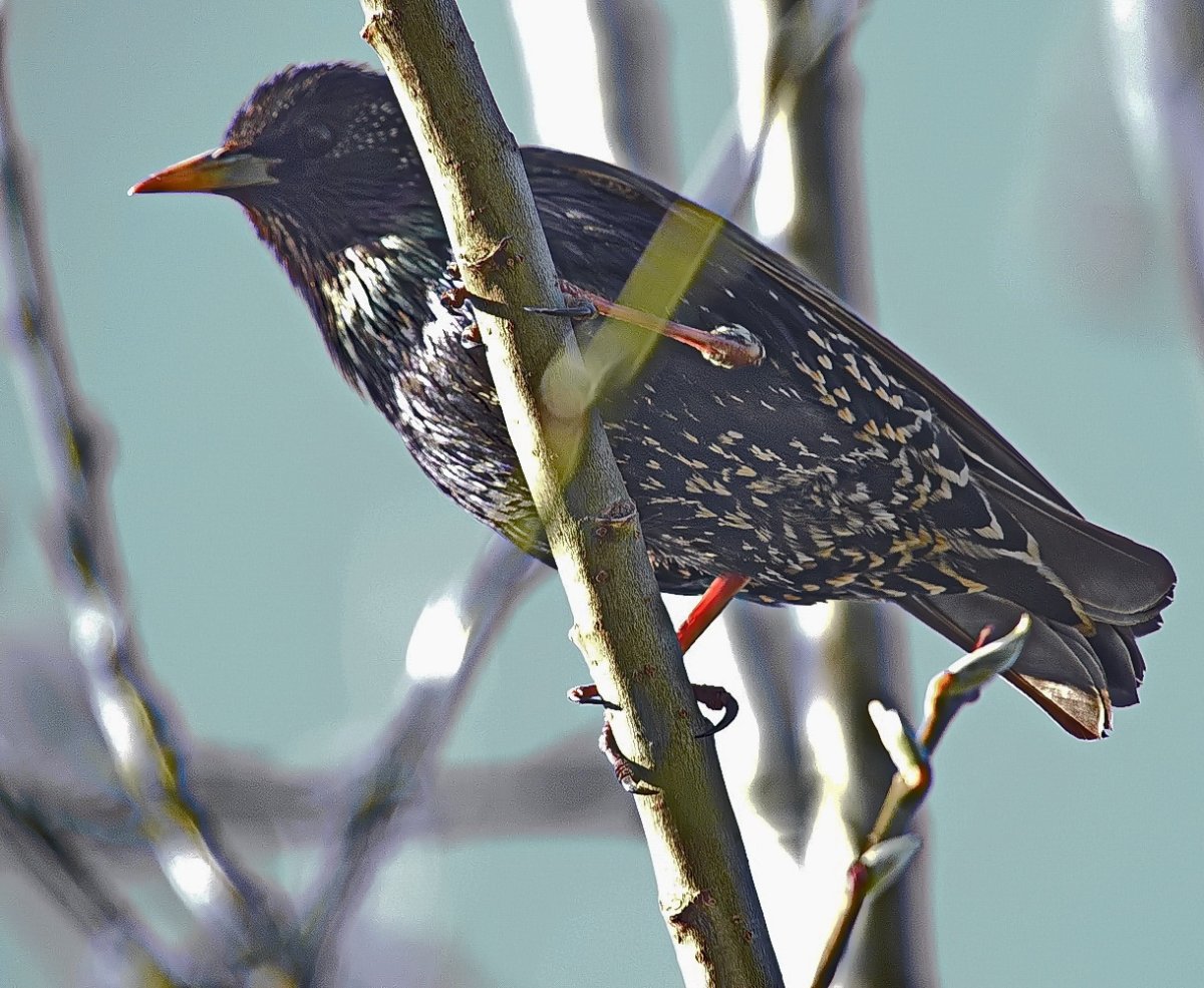 Скворец Дальневосточный