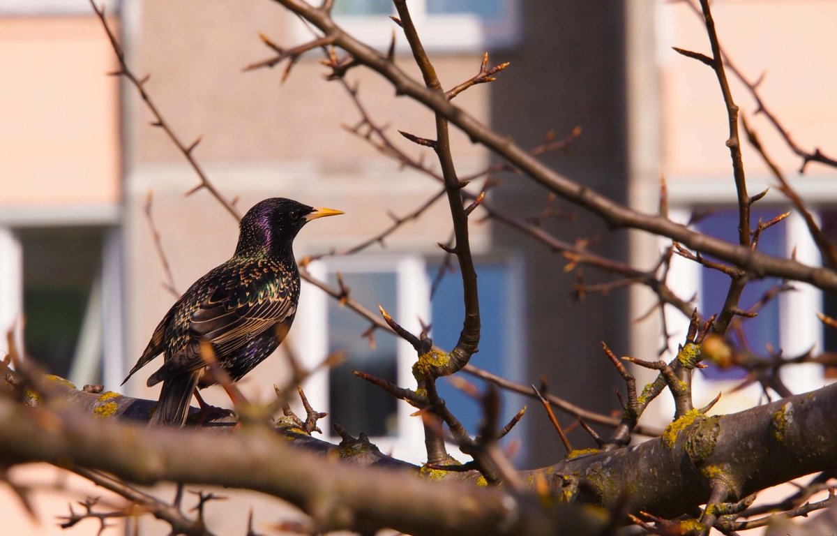 Векторный домик для птиц