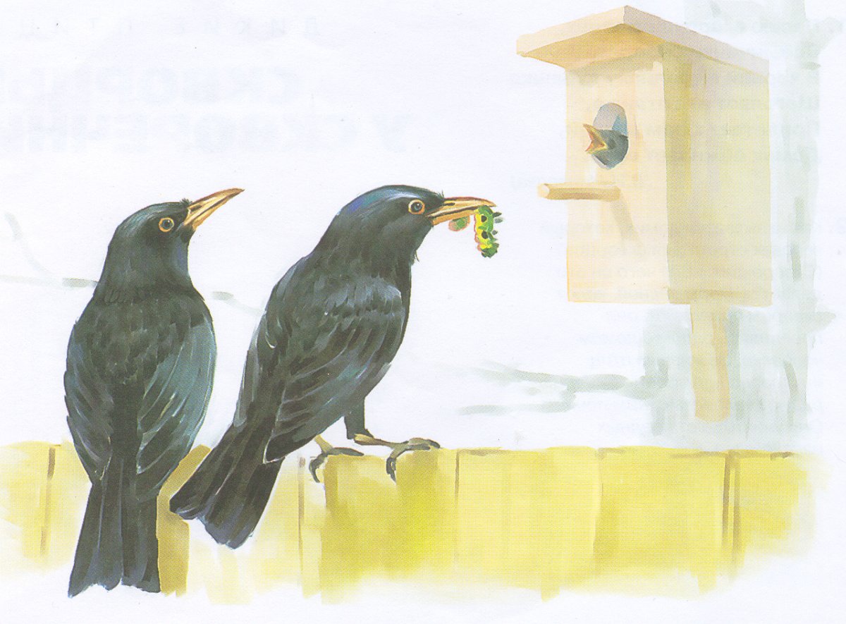 Скворец в живописи