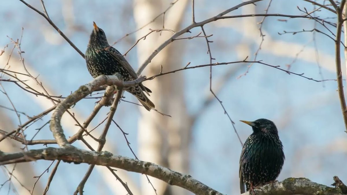 Птица Балтийский скворец