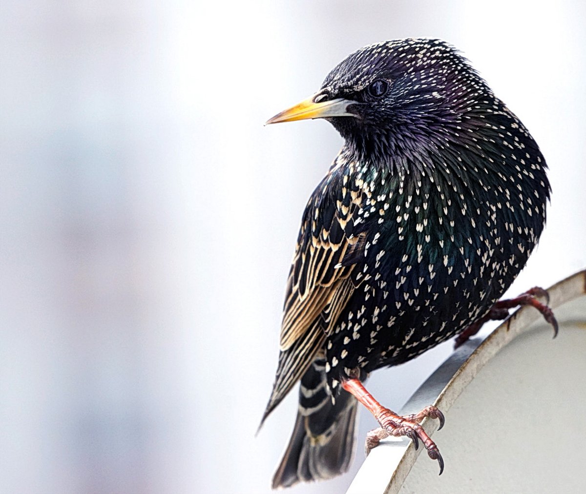 Силуэт скворца