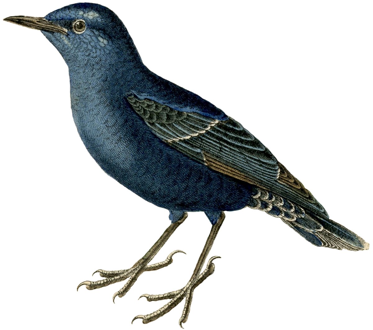 Обыкновенный скворец рисунок