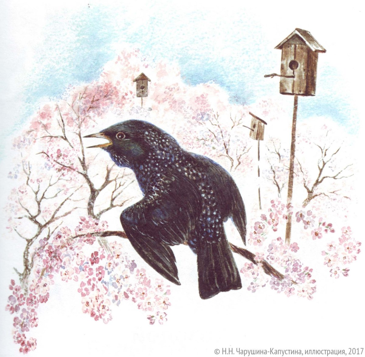 Перелетные птицы скворец для детей