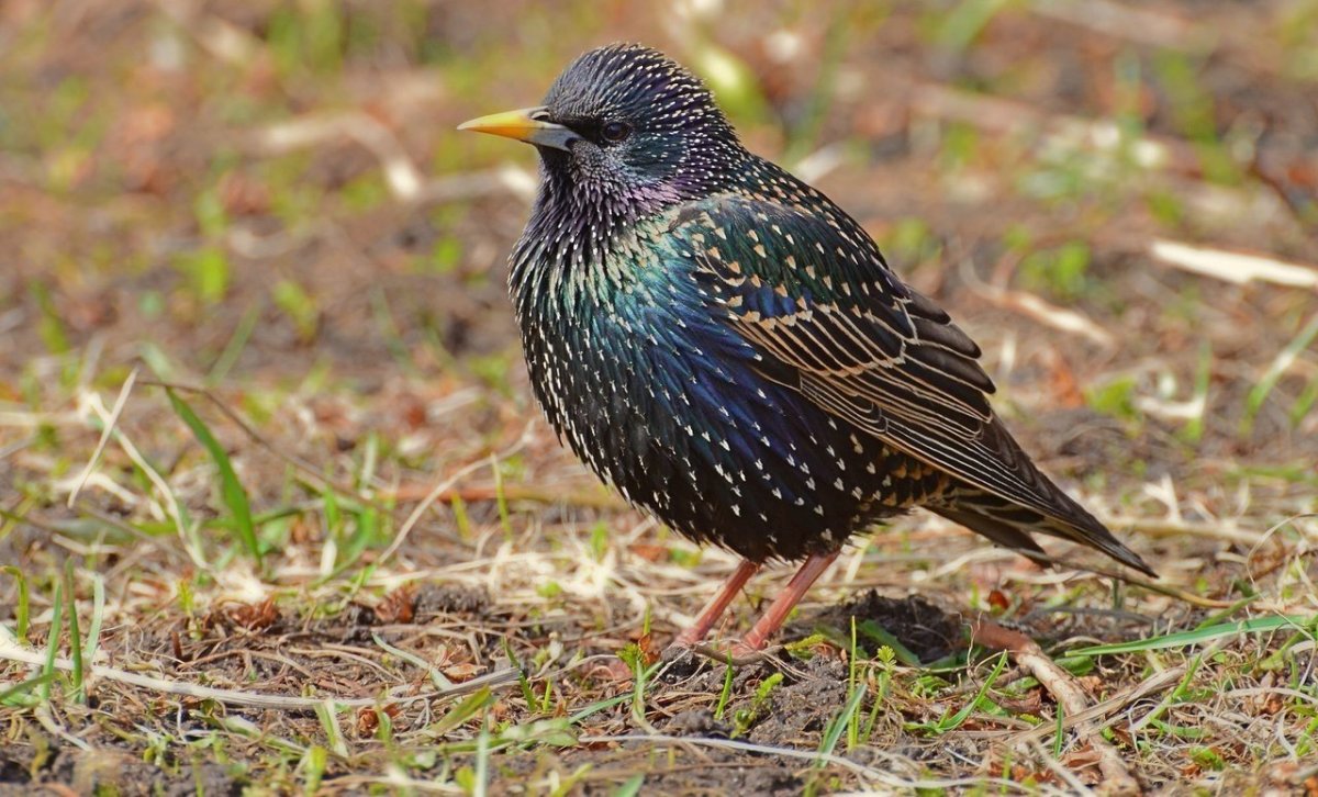 Скворец картинка для детей