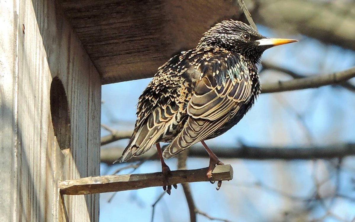 Буллеров скворец