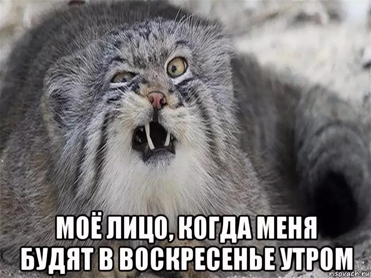 Интересные пожелания с добрым утром