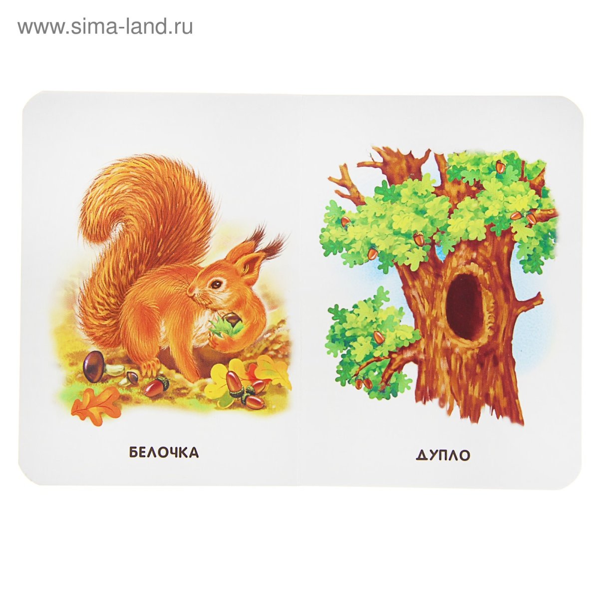 Дупло белки для малышей