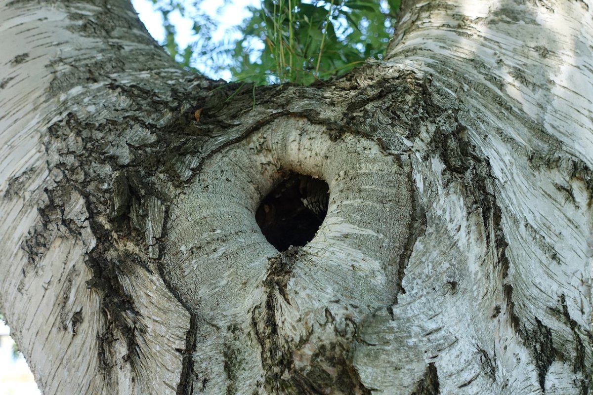 Дупло в Березе