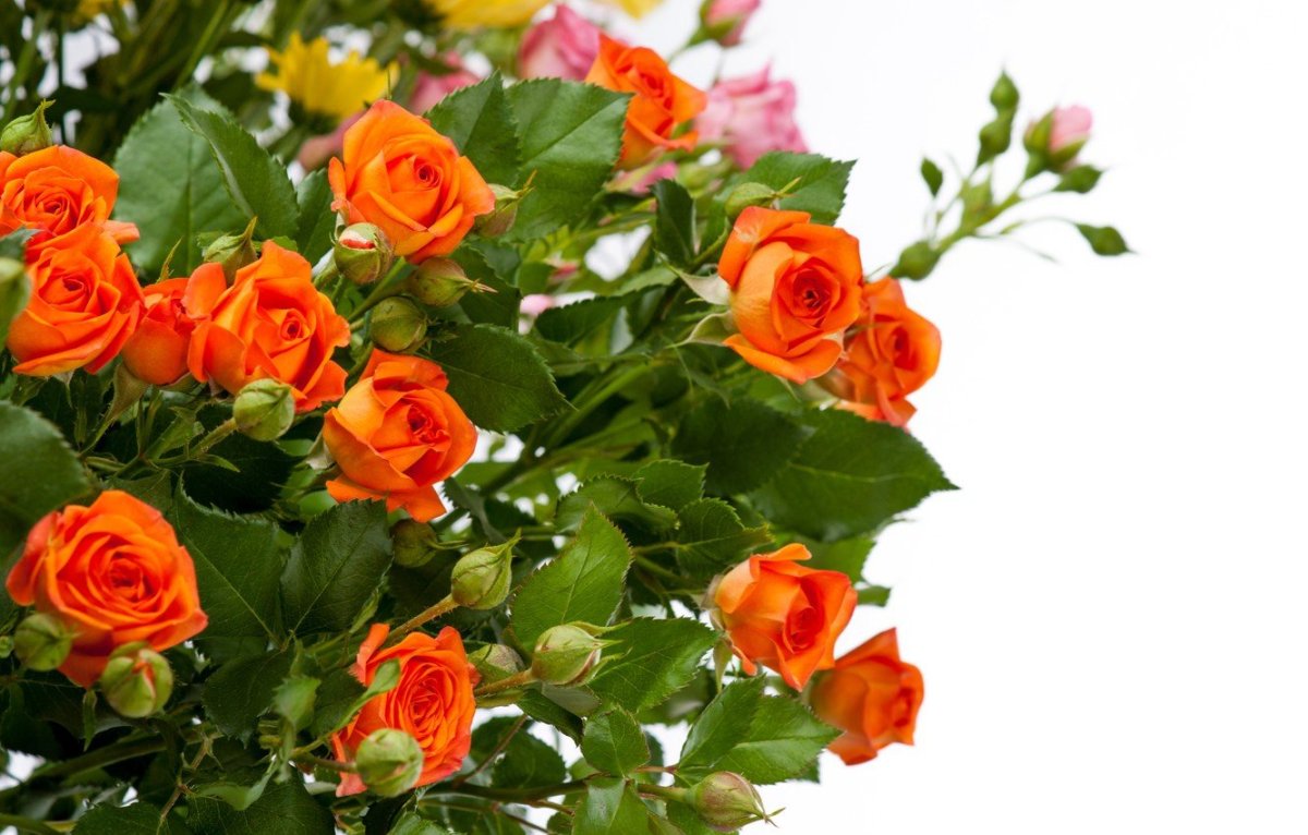 Роза кустовая Галина