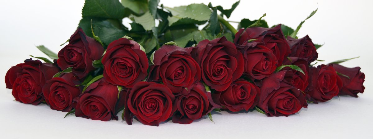 Цветы розы бордовые