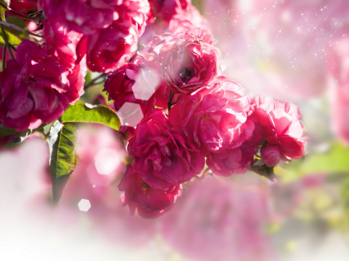 Цветочный фон