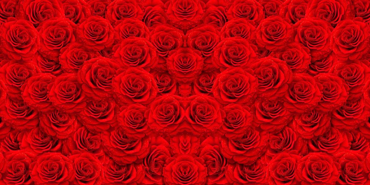 Фон из красных роз