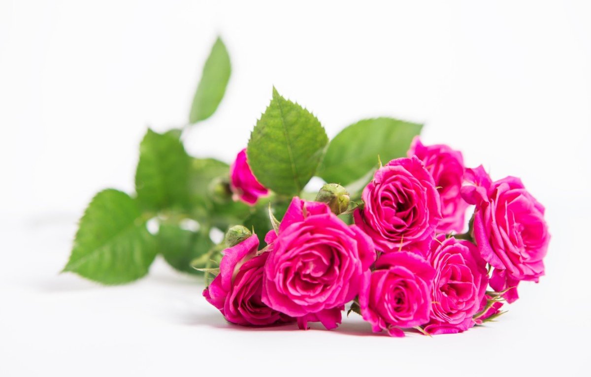 Роза на белом фоне