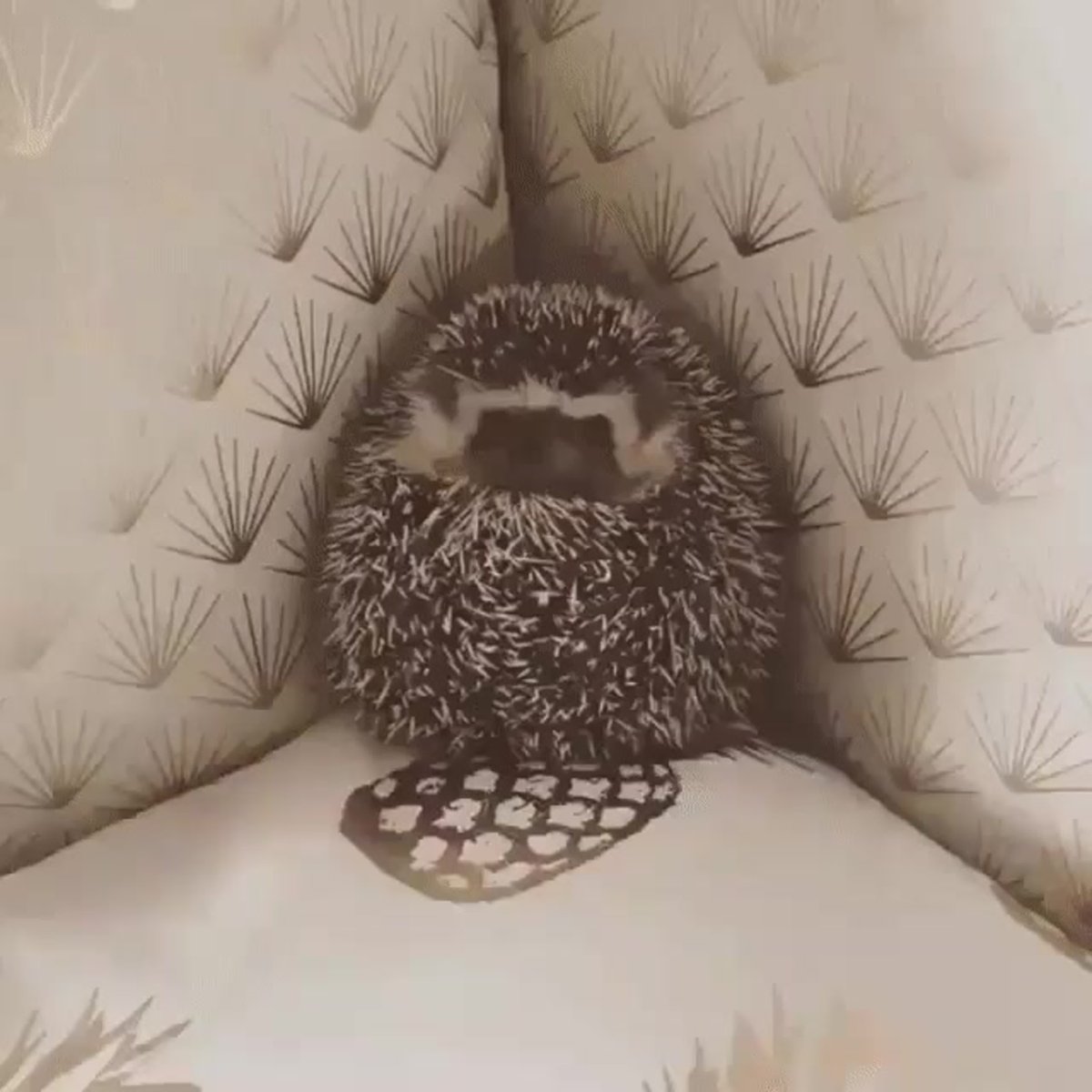 Муми Тролли иллюстрации Дианы Лапшиной