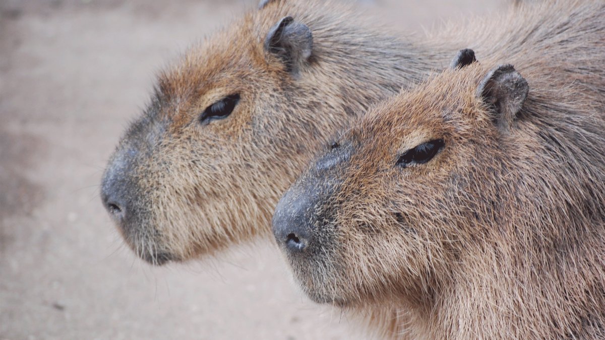 Капибара и морская Свинка