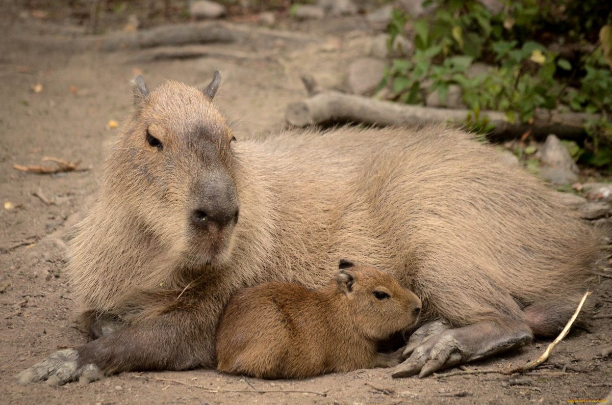 Капибара альбинос
