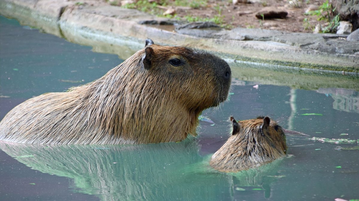 Капибара в Амазонке