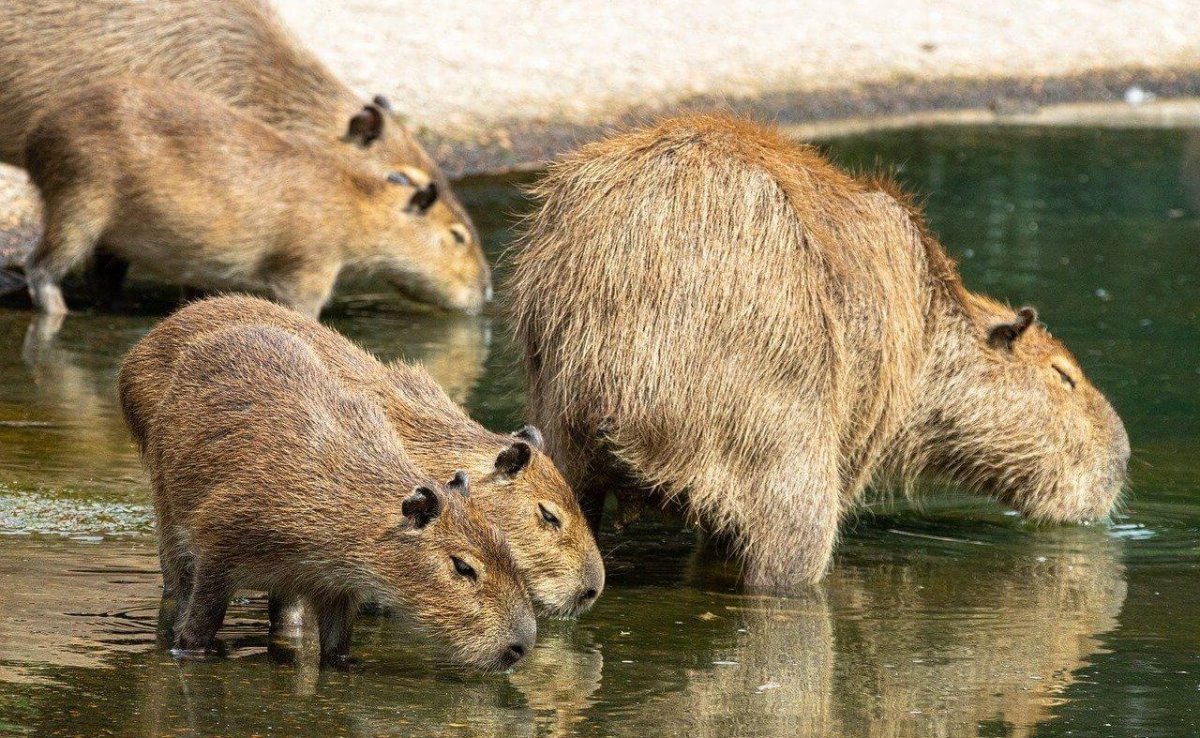 Капибара Южная Америка 4