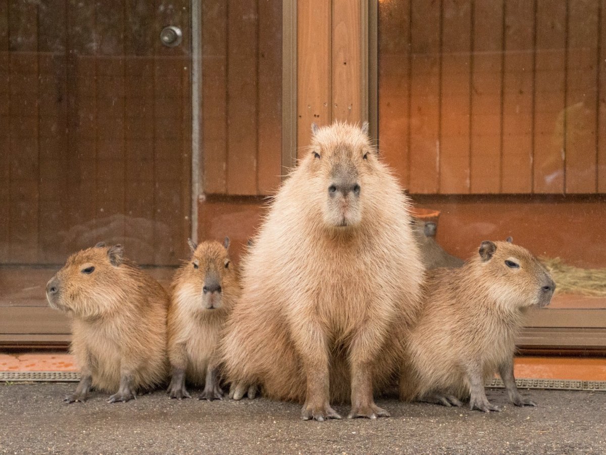 Вомбат и капибара