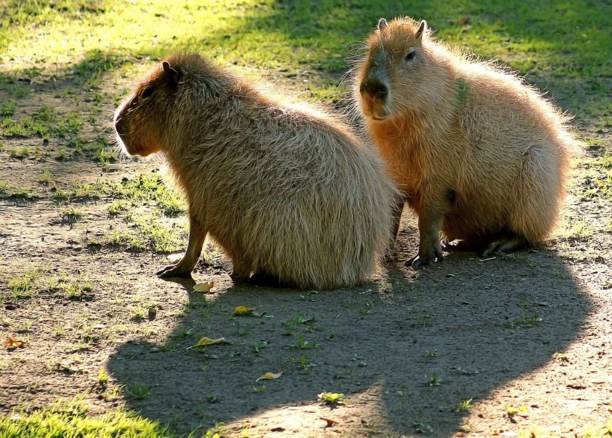 Большая морская Свинка капибара