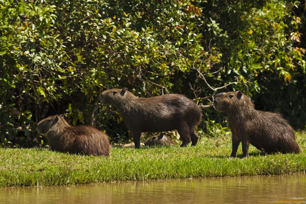 Капибара и крокодил