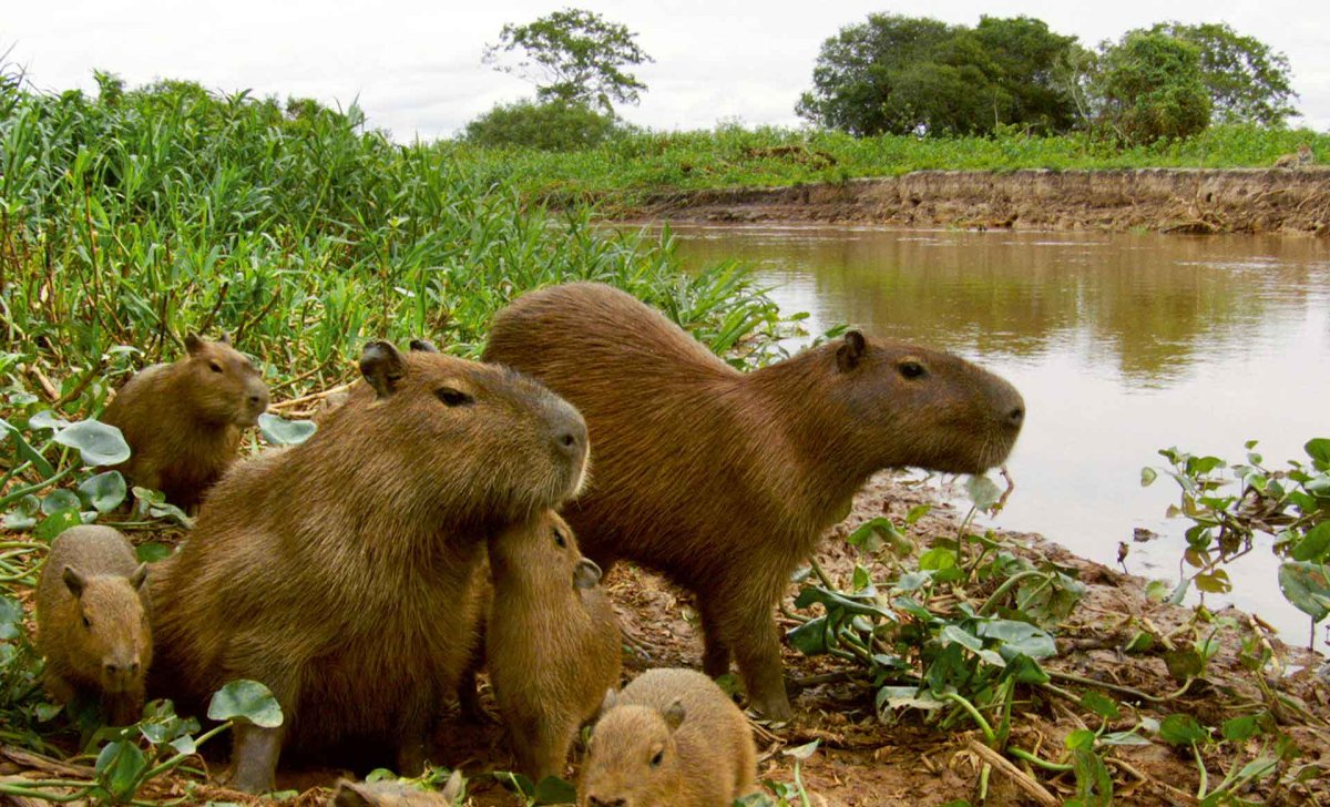 Капибара в Амазонке