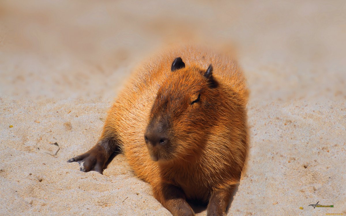 Мексиканская капибара