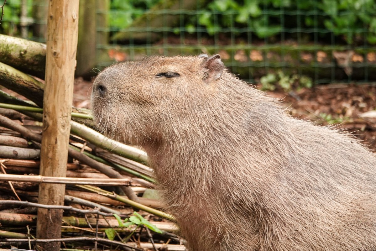 Капибара капибара Capybara