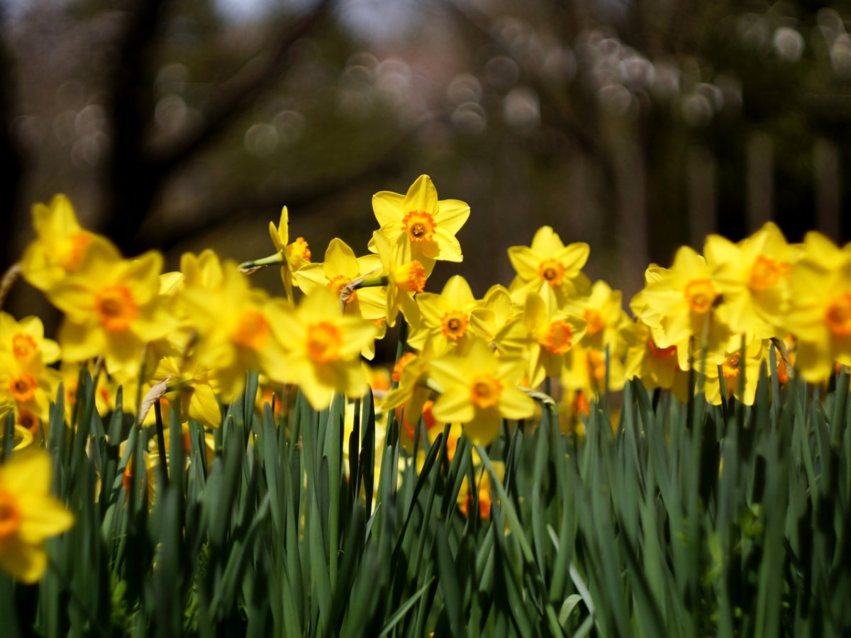 Поле нарциссов