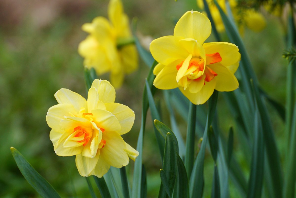 Нарцисс European