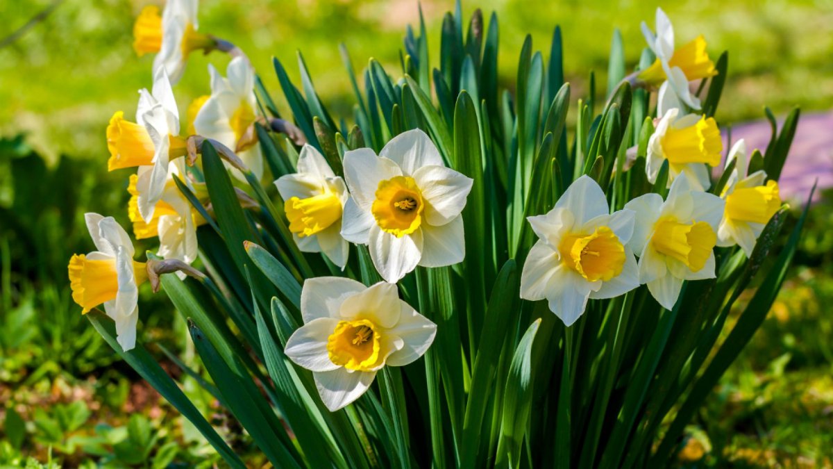 Нарцисс delibes