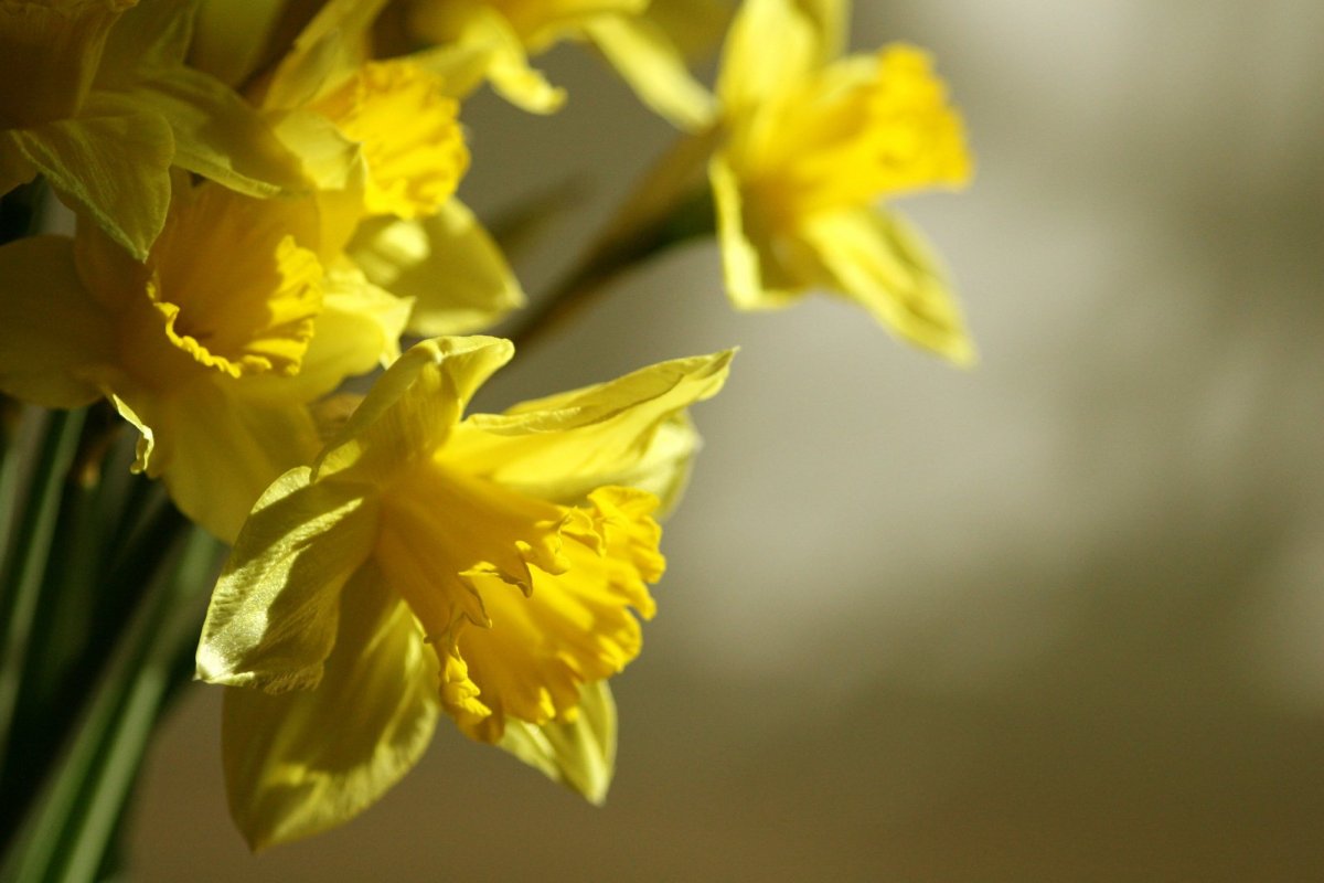 Нарцисс бежевый