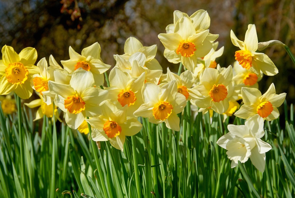 Нарцисс Гораций