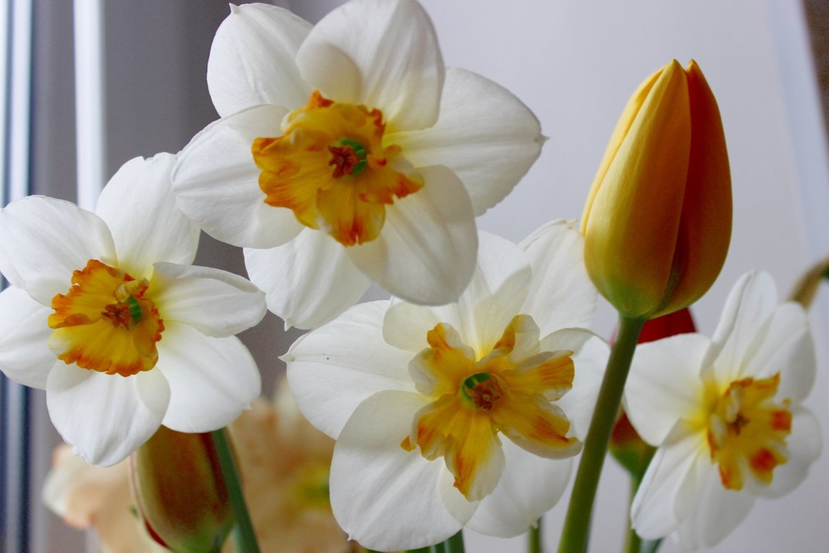 Нарцисс Саронский