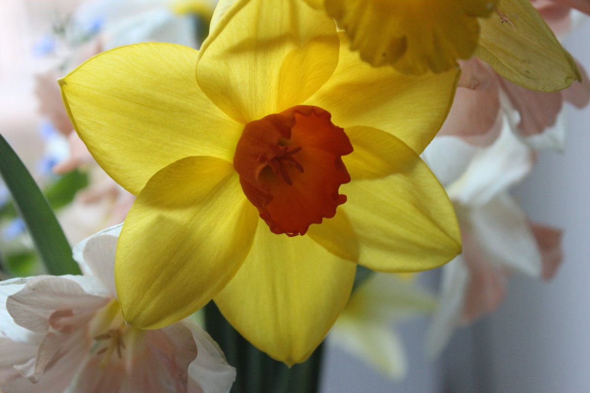 Нарцисс Pueblo