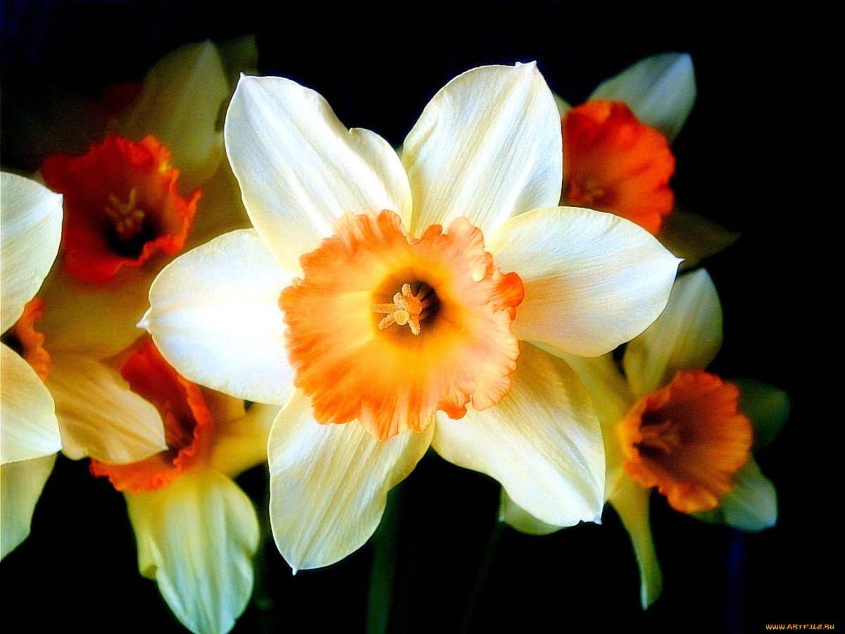 Нарцисс медовый персик