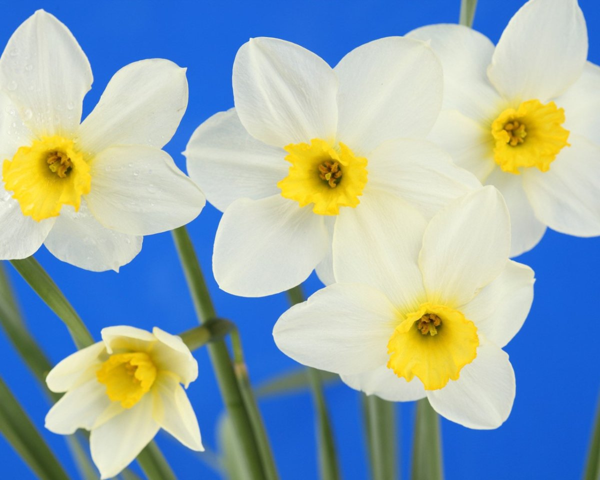 Белые нарциссы на голубом фоне