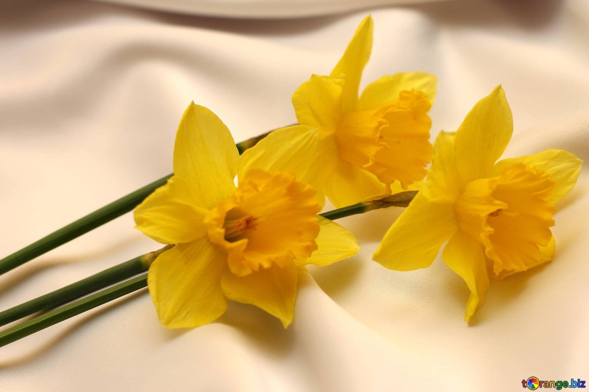 Malia Yellow Daffodils