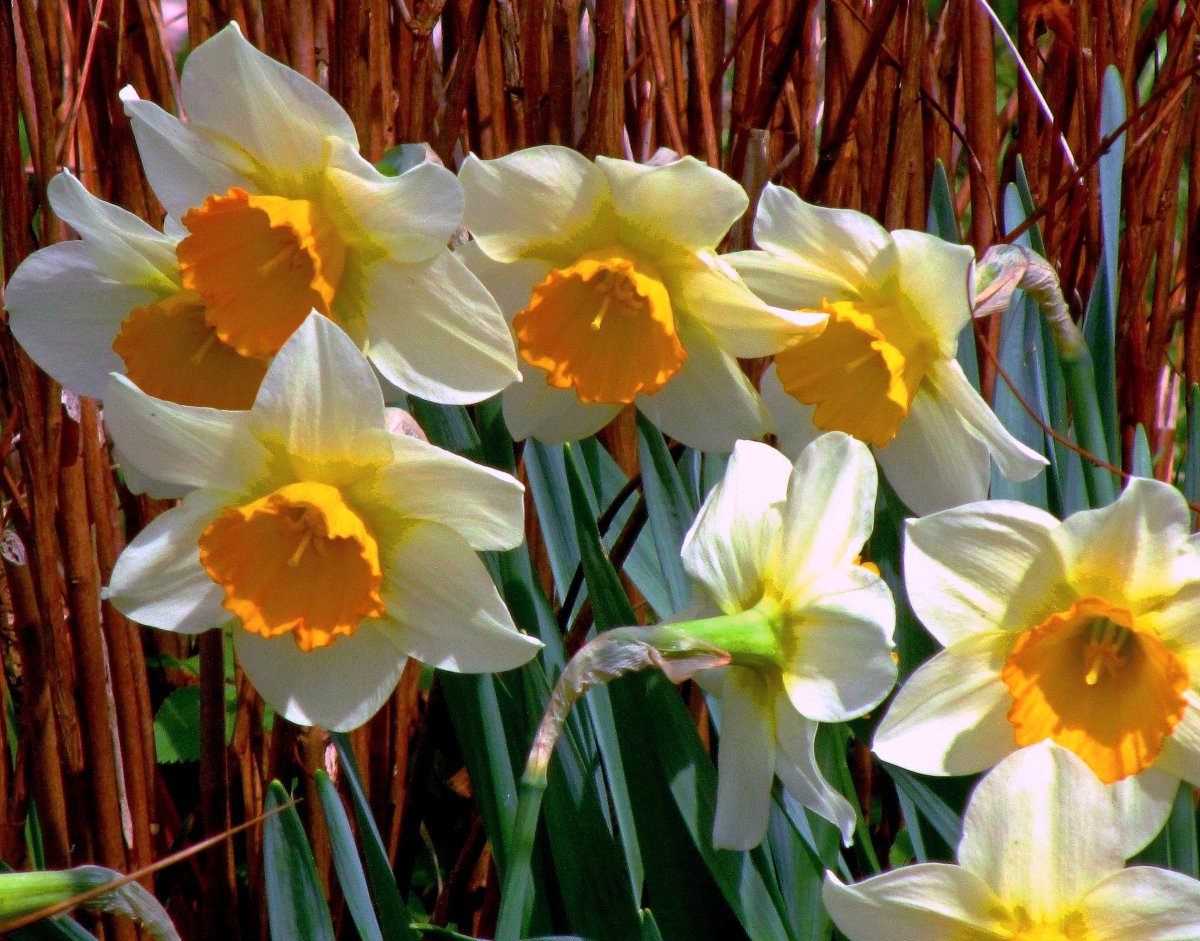 Нарцисс сорт Золотая чаша