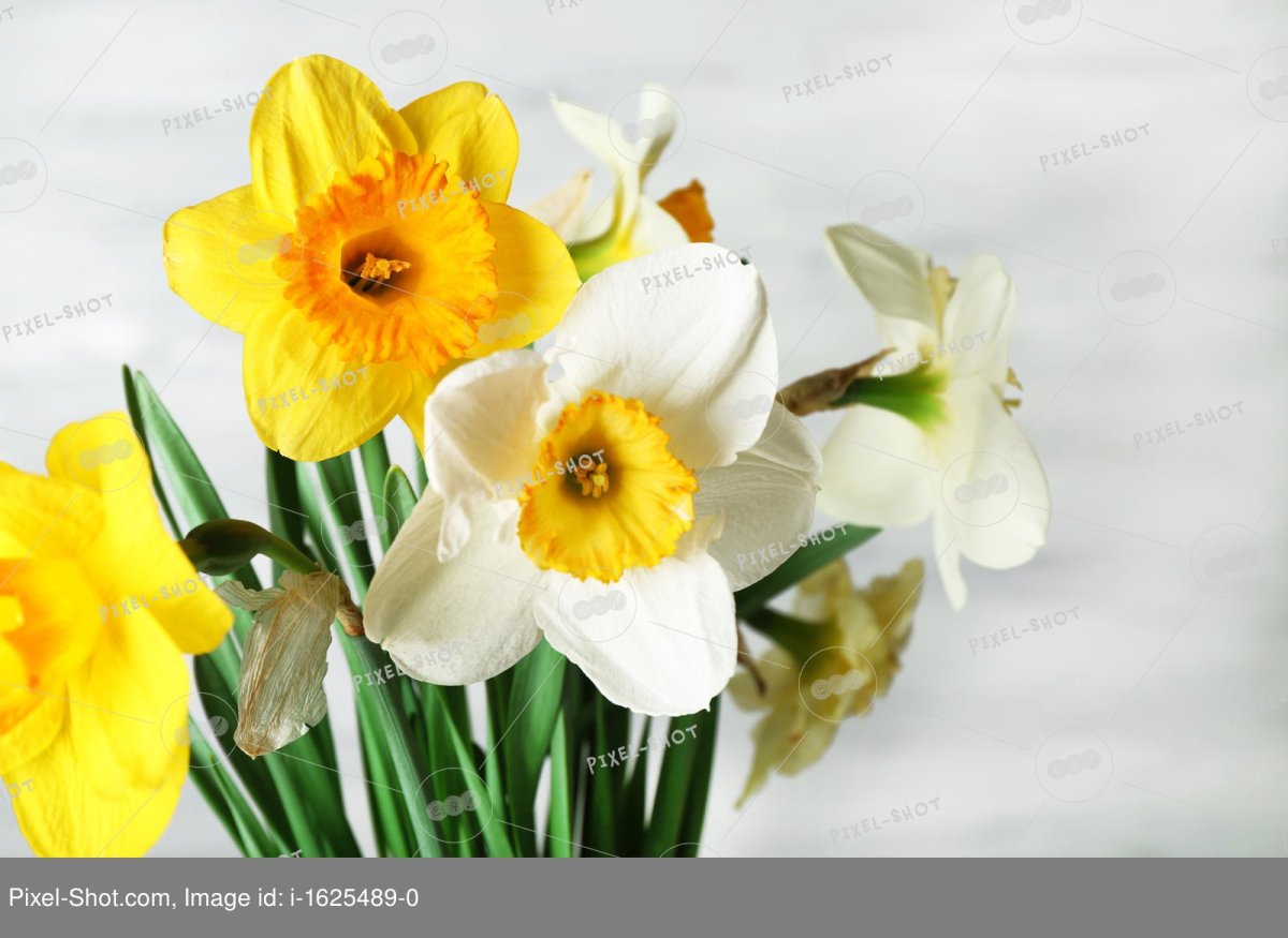 Крокусы тюльпаны нарциссы